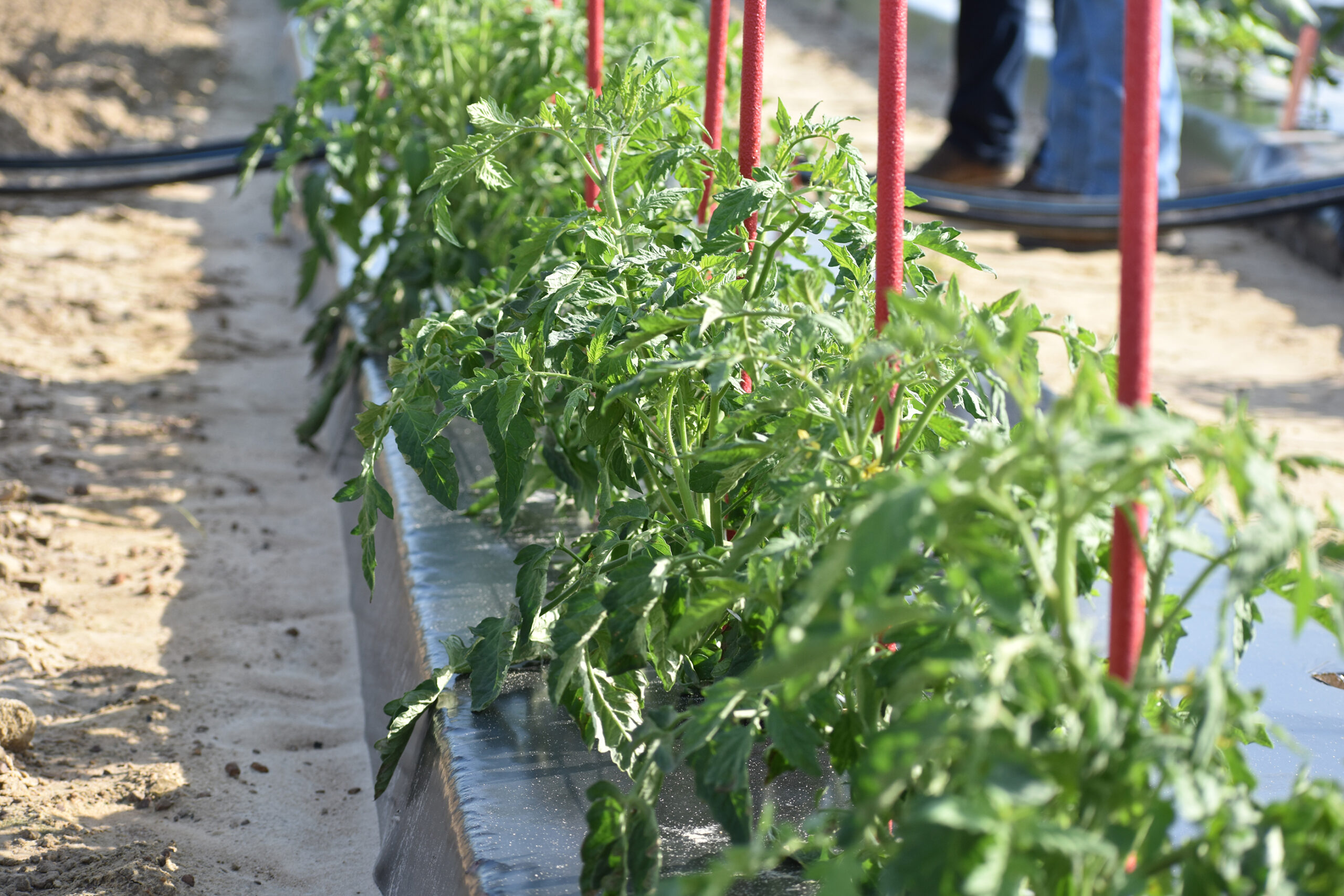 Featured image for “Multi-State Tomato Research Aimed At Studying Production in Hotter Weather Conditions”