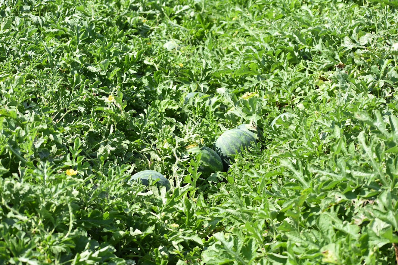 Featured image for “Extension Agent: North Florida Watermelons Progressing Like They Should Be”