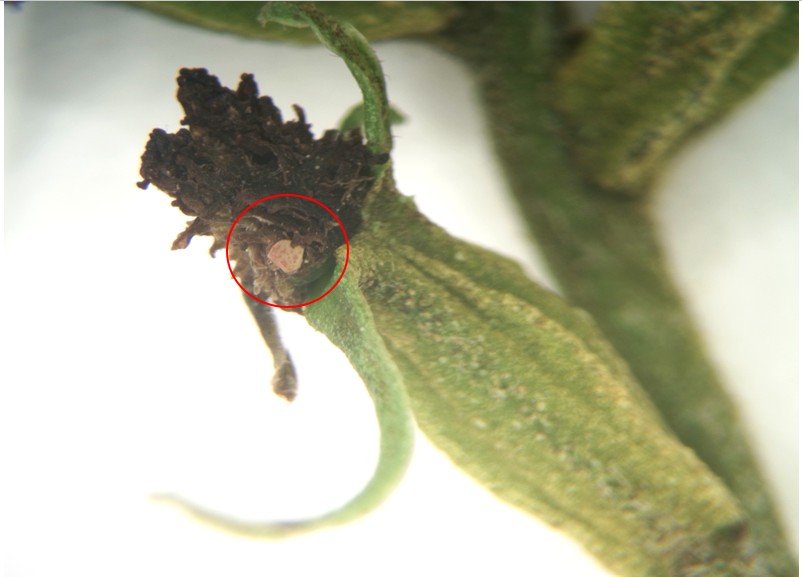 Featured image for “Dry Weather’s Impact? Pecan Nut Casebearer’s Minimal Impact in Southeast Pecans”