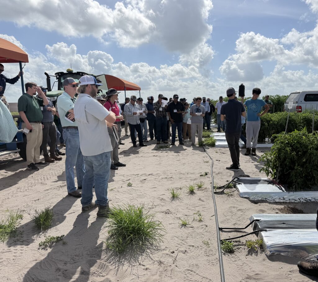 tomato field day