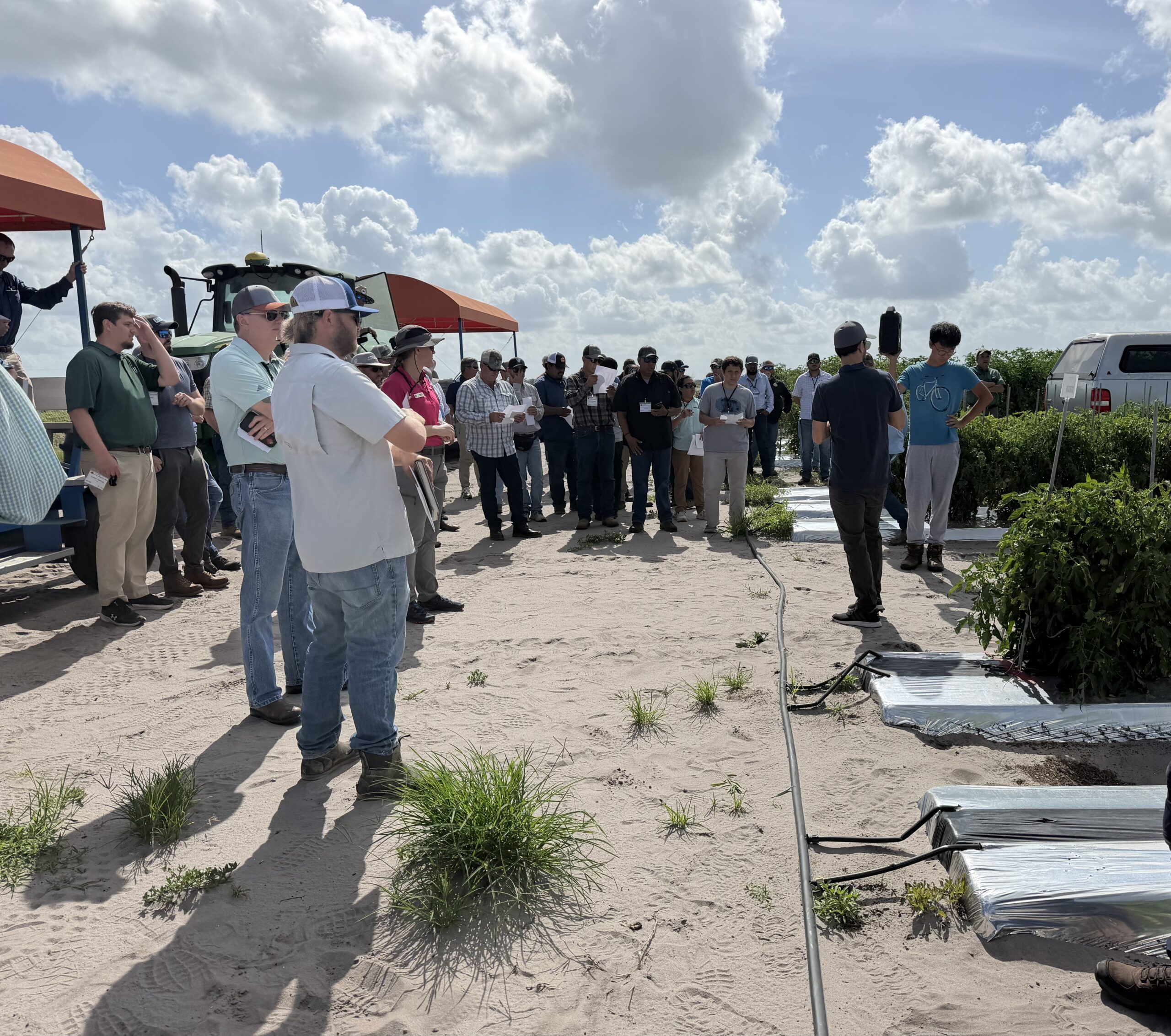 Featured image for “Tomato Field Day Features New Varieties Under Development”