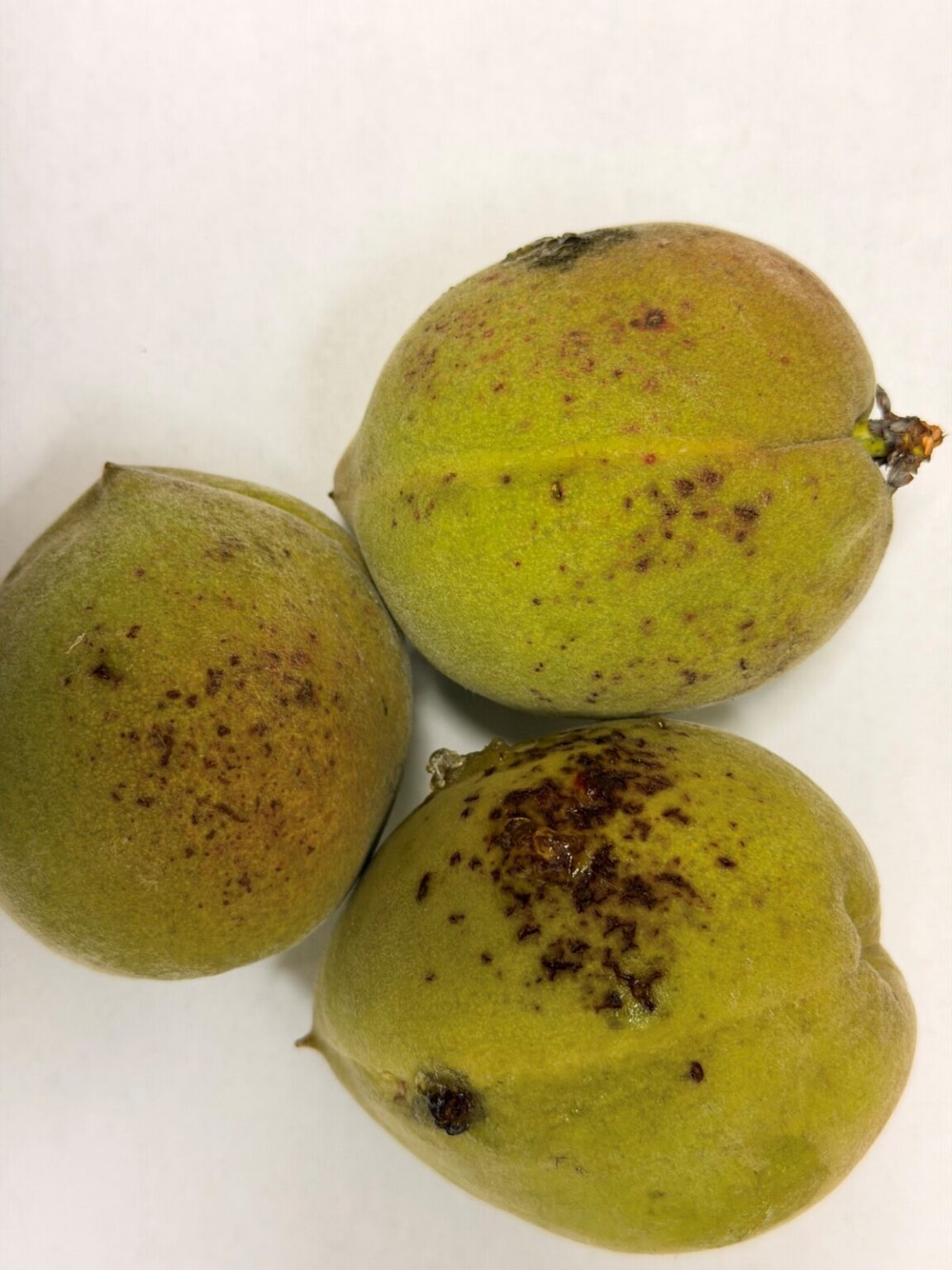 Featured image for “Bacterial Spot Becoming Problem on Untreated Peaches”