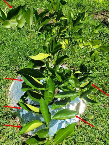 Featured image for “Despite Drought Relief, Irrigation Remains Critical for Cold-Hardy Citrus”