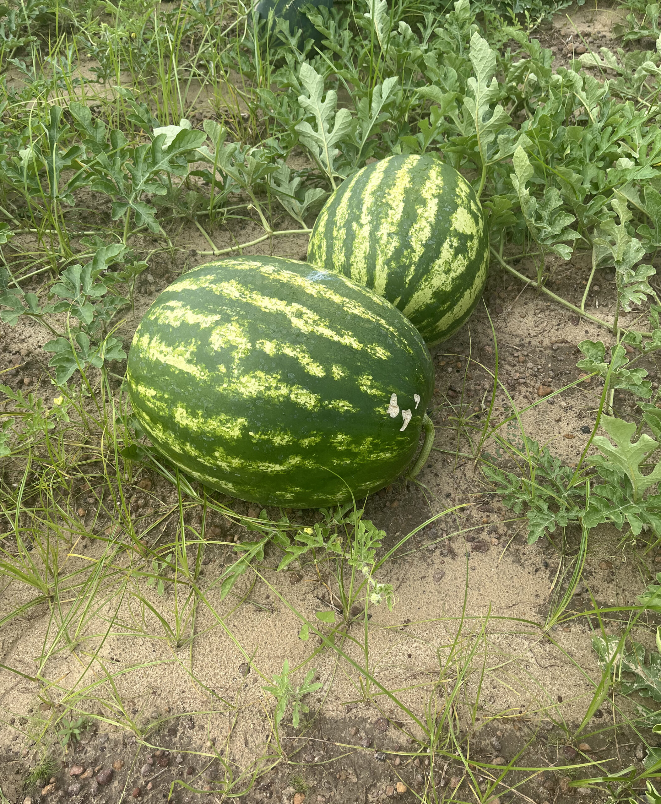 Featured image for “UF/IFAS Extension Agent Recaps North Florida Watermelon Season”