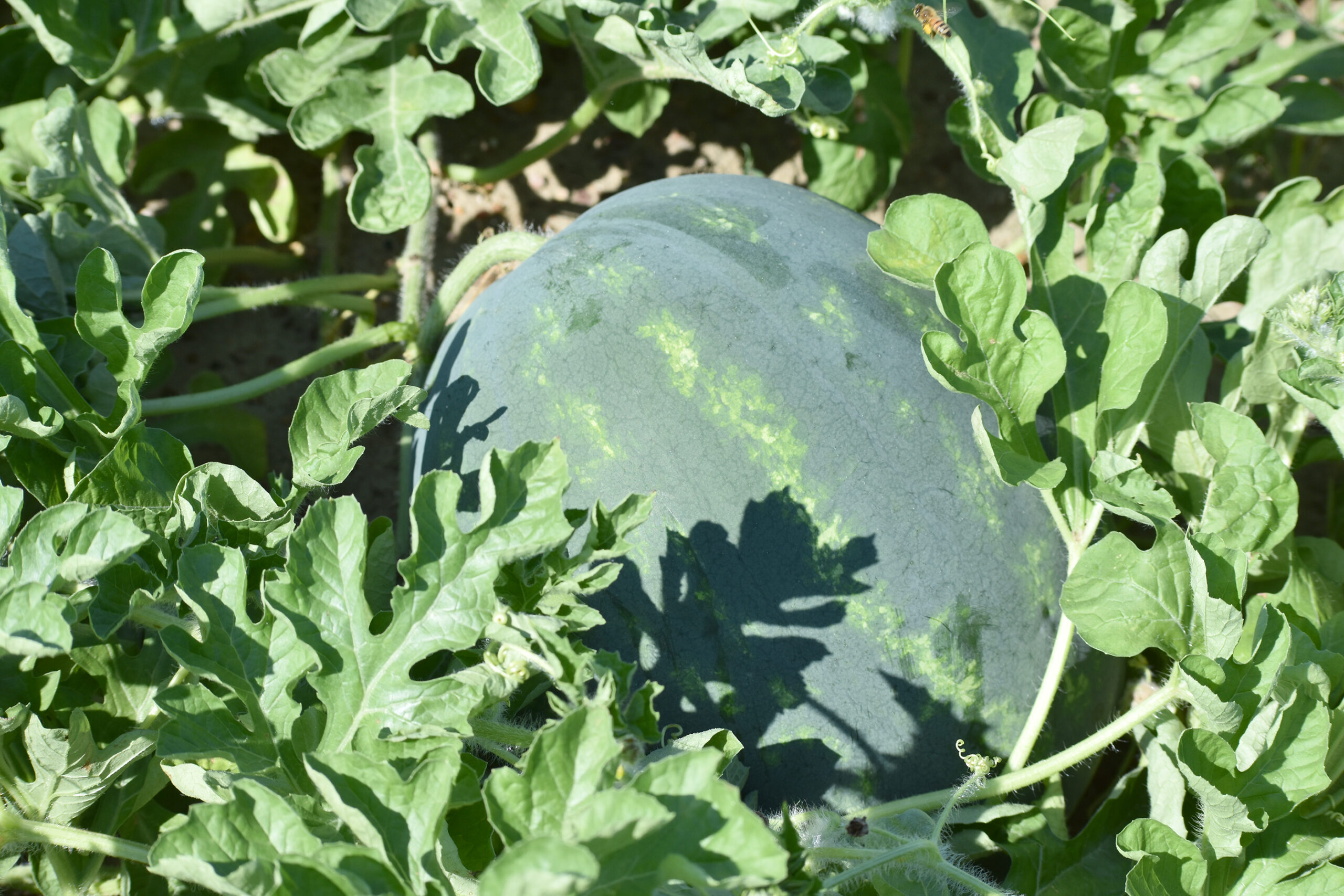 Featured image for “Watermelon Harvests Take Off in Georgia”