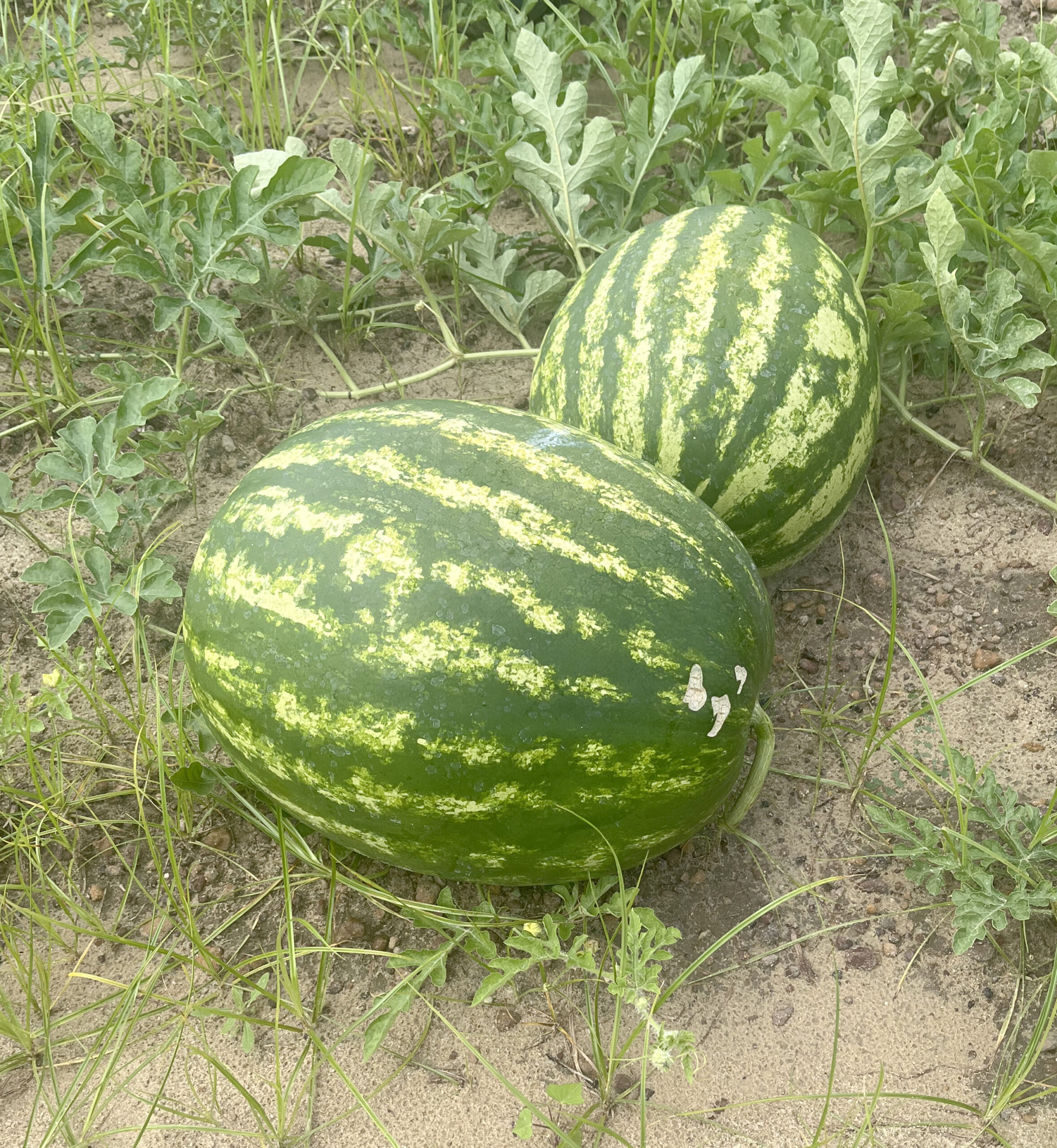 Featured image for “Increased Moisture Potentially Devastating on South Georgia Melons”