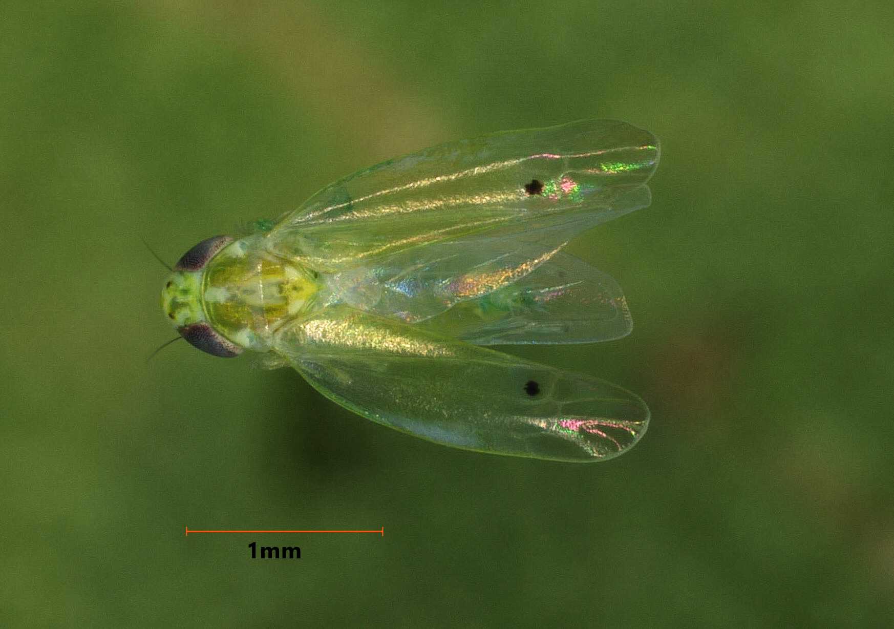 Featured image for “Corteva’s Transform Insecticide an Effective Option Against Jassid”