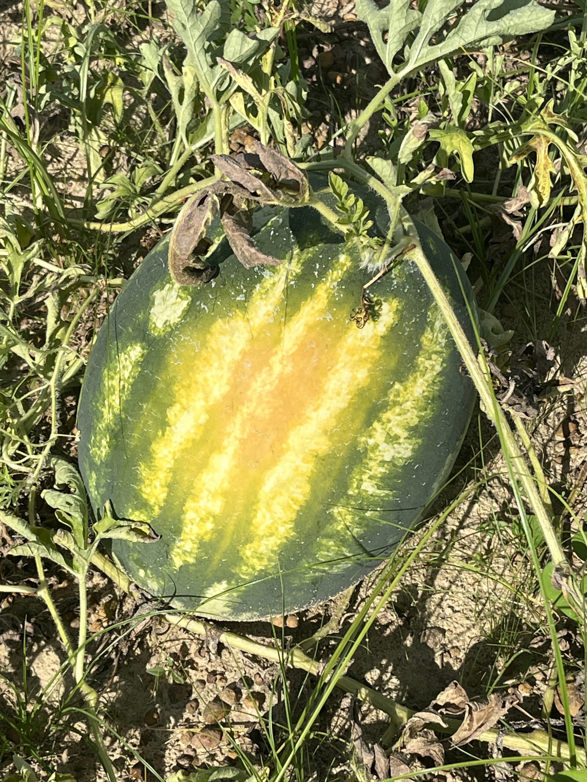 Featured image for “Georgia Watermelon Season Winding Down”