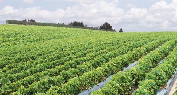 Featured image for “Specialty Crop Grower Magazine: Farm Bill Lurches Forward”