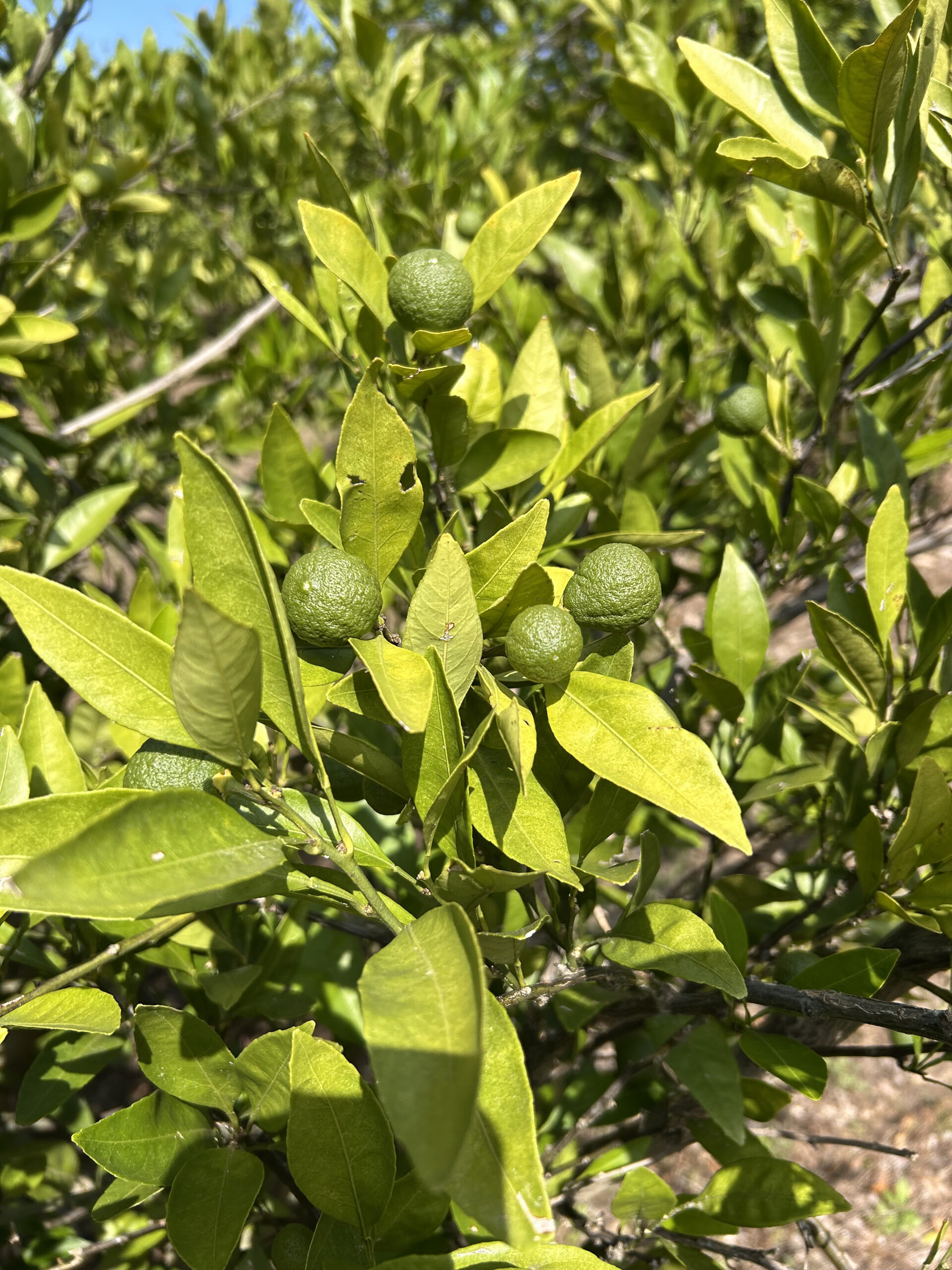 Featured image for “Bumper Satsuma Crop Expected in Cold-Hardy Citrus Region in 2026”