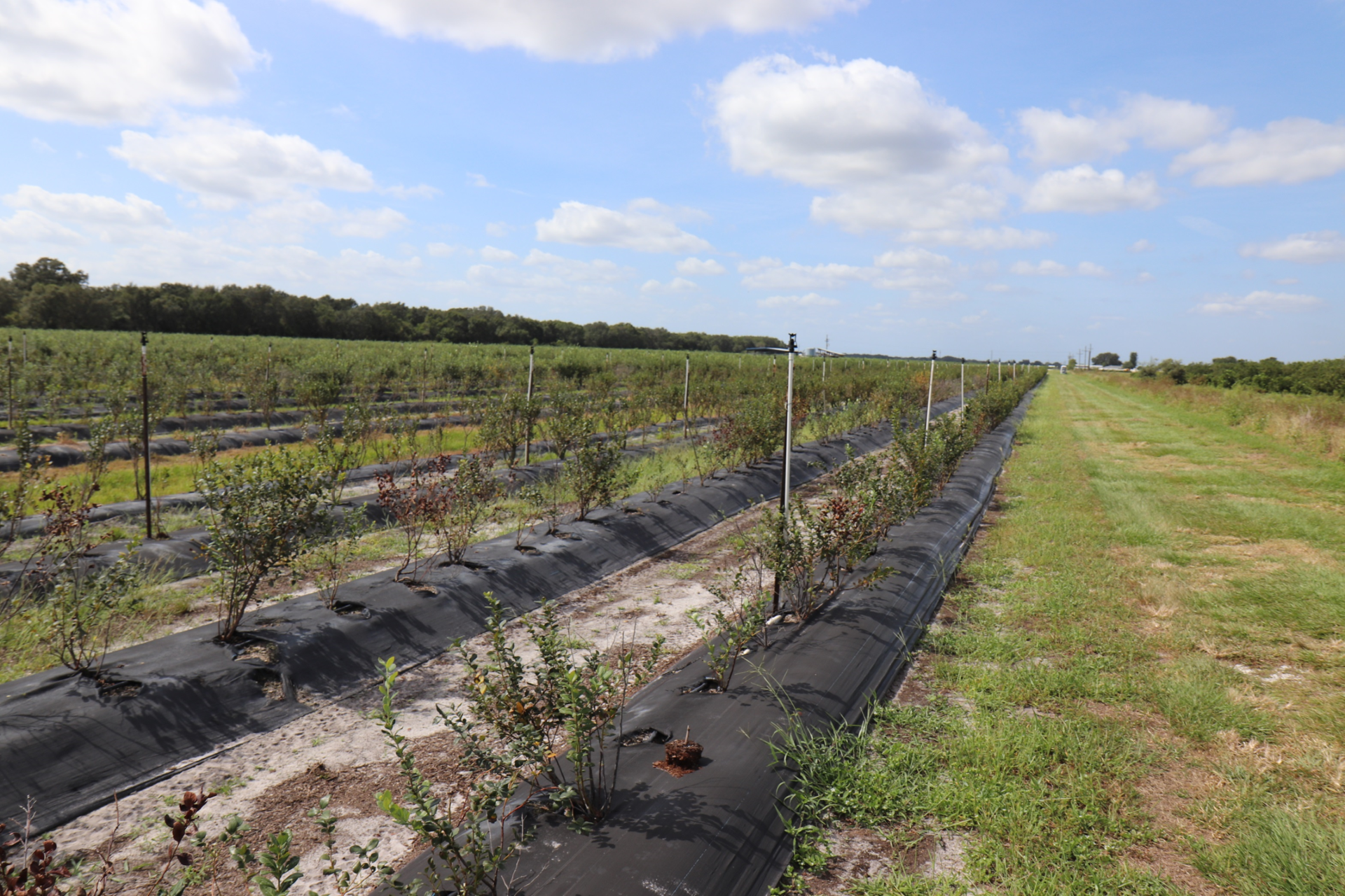Featured image for “Ralstonia Research Focus of Florida Blueberry Summer Meetings”