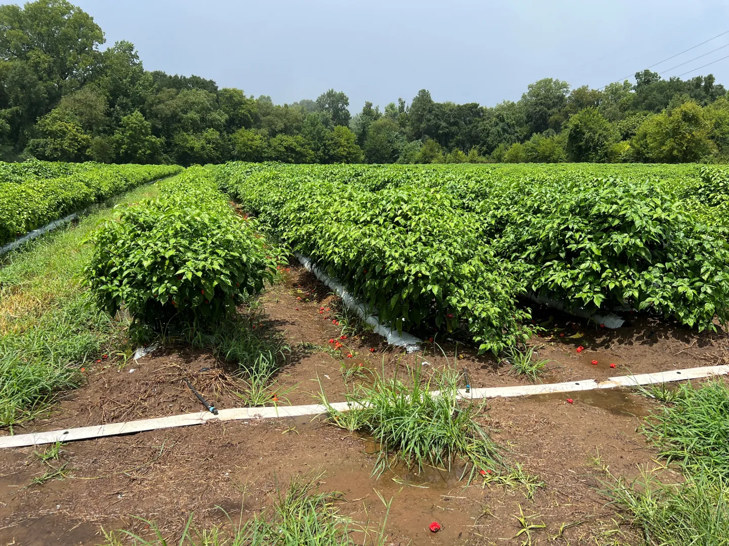 Featured image for “Clemson Extension Agents Provide Crop Updates”