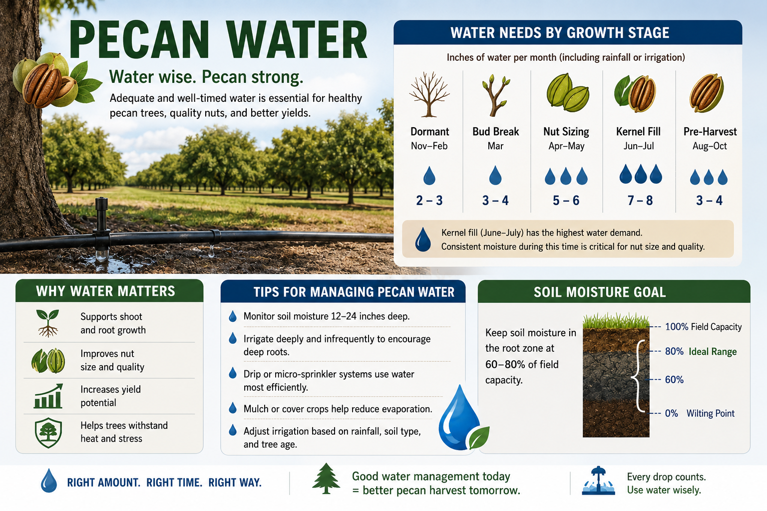 Featured image for “Water Needs Vital for Southeast Pecan Crop”