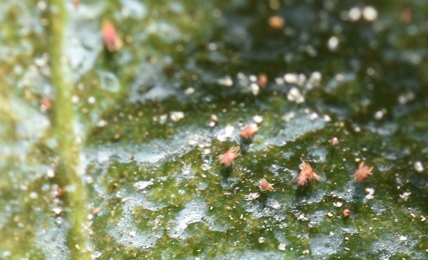 Featured image for “Citrus Red Mite Threatens Cold-Hardy Production”