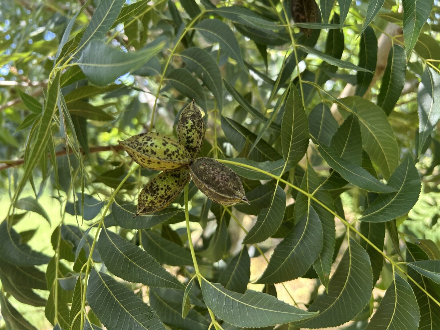 Featured image for “Harder to Control? Scab Disease Increasing in Pawnee”