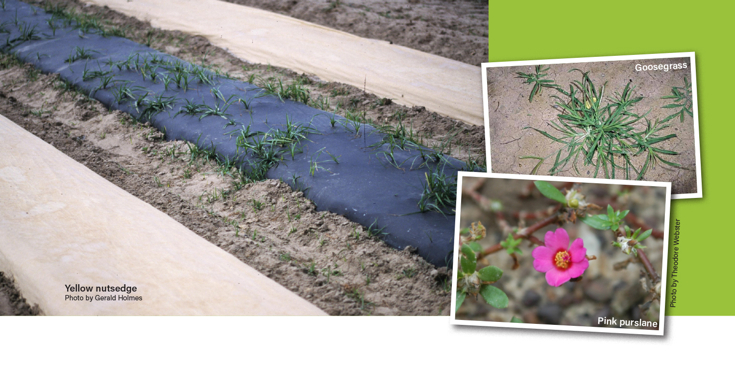 Featured image for “Specialty Crop Grower Magazine: Fighting Formidable Weed Foes”