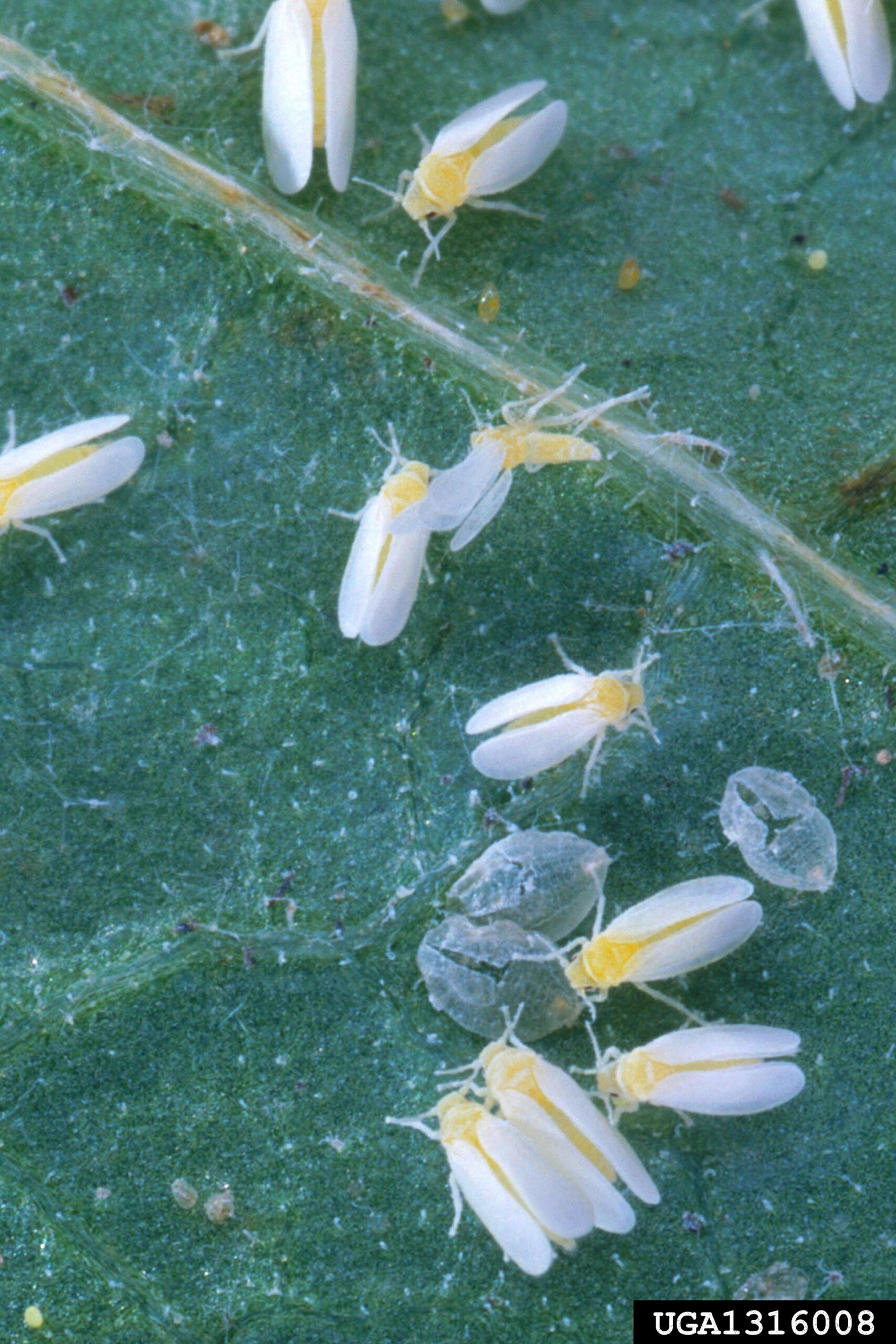 Featured image for “Specialty Crop Grower Magazine: Webinar Series Features Cucurbit Viruses and Management”