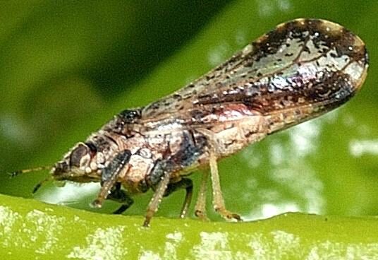 Featured image for “UGA Pathologist Discusses Citrus Greening and Psyllid Challenges”