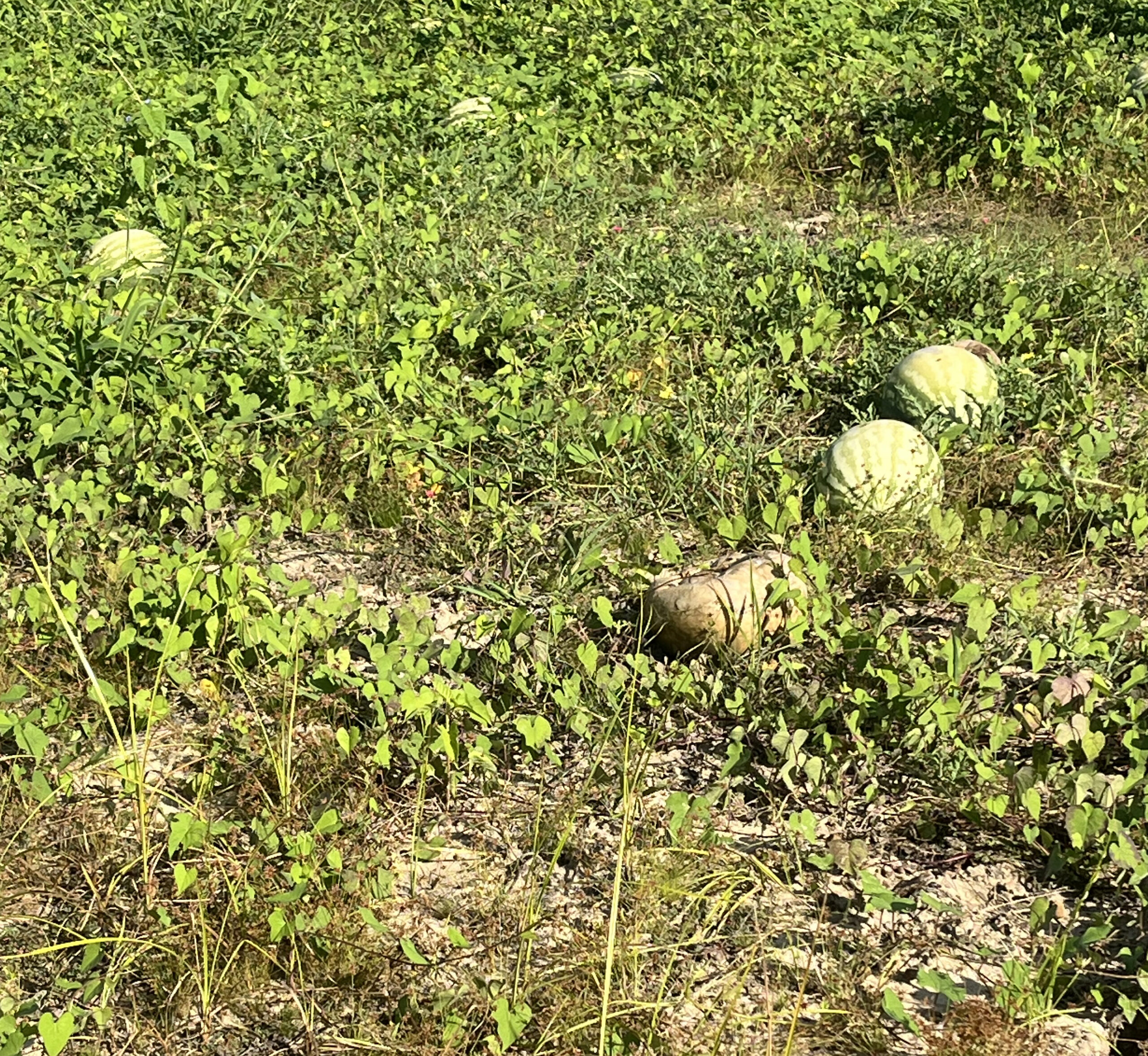Featured image for “Post Watermelon Season: Sanitation Key in Reducing Whitefly Populations”