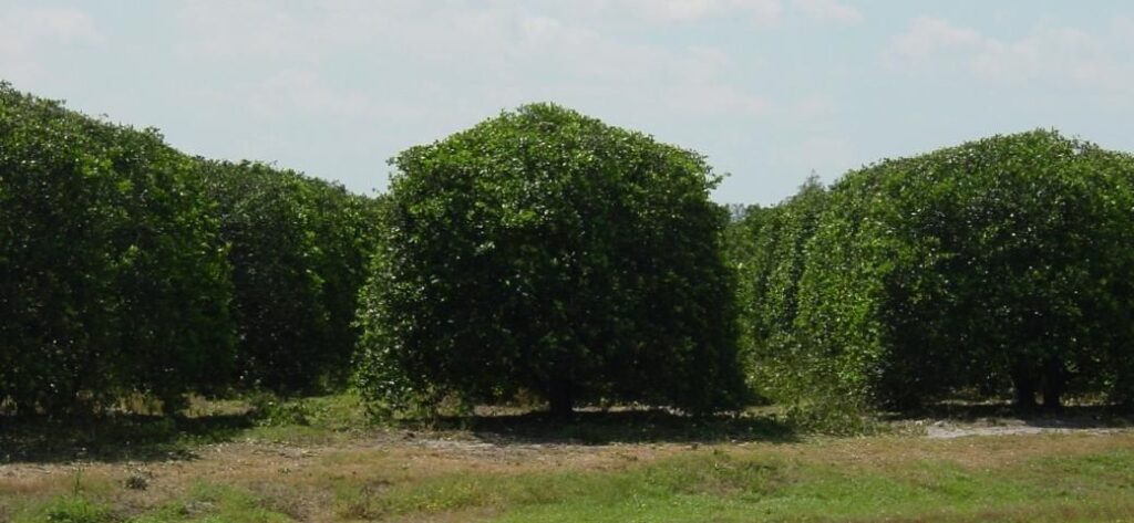 hedging