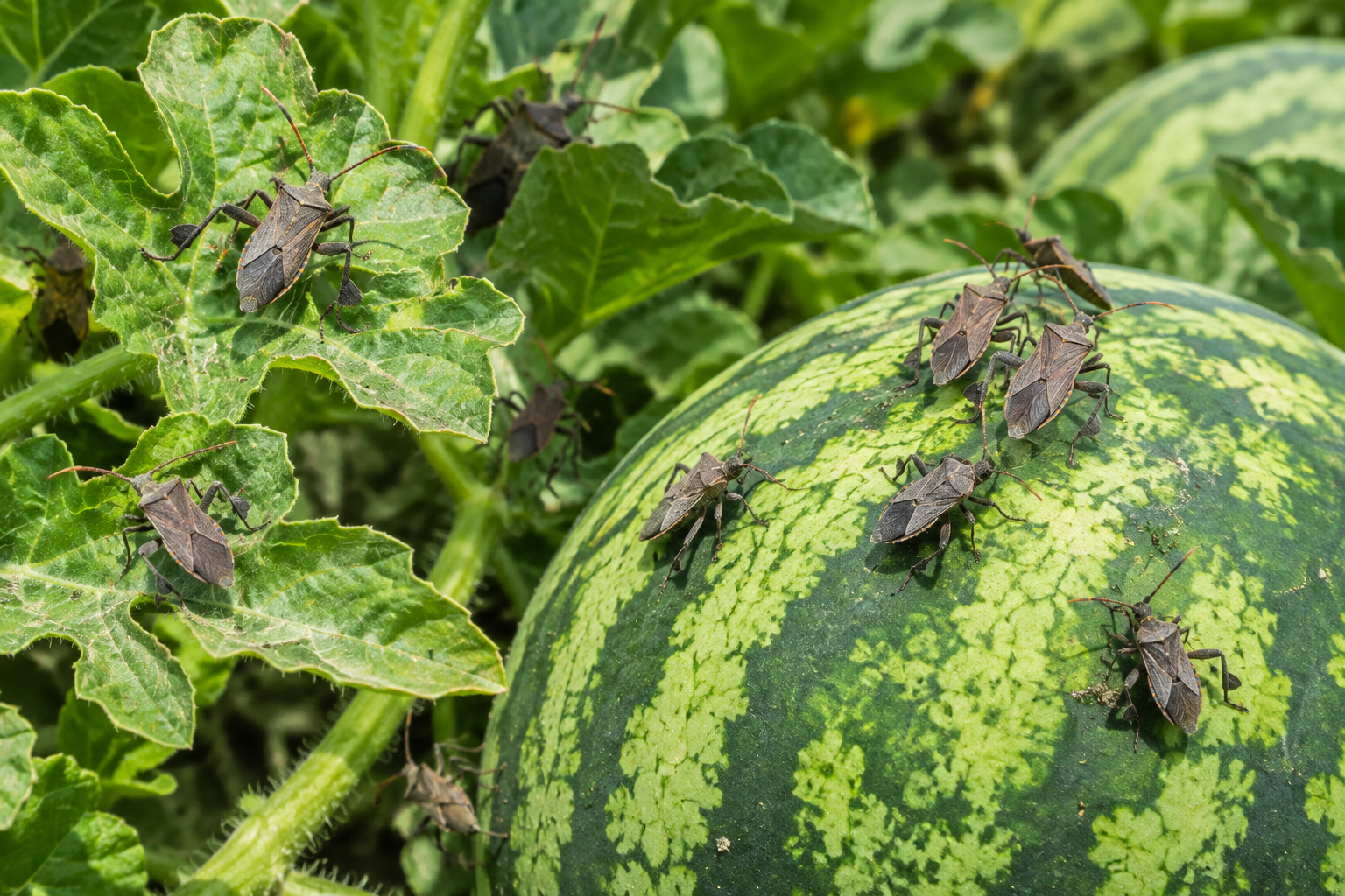 Featured image for “Squash Bugs a Concern for North Florida, South Georgia Watermelon Growers”