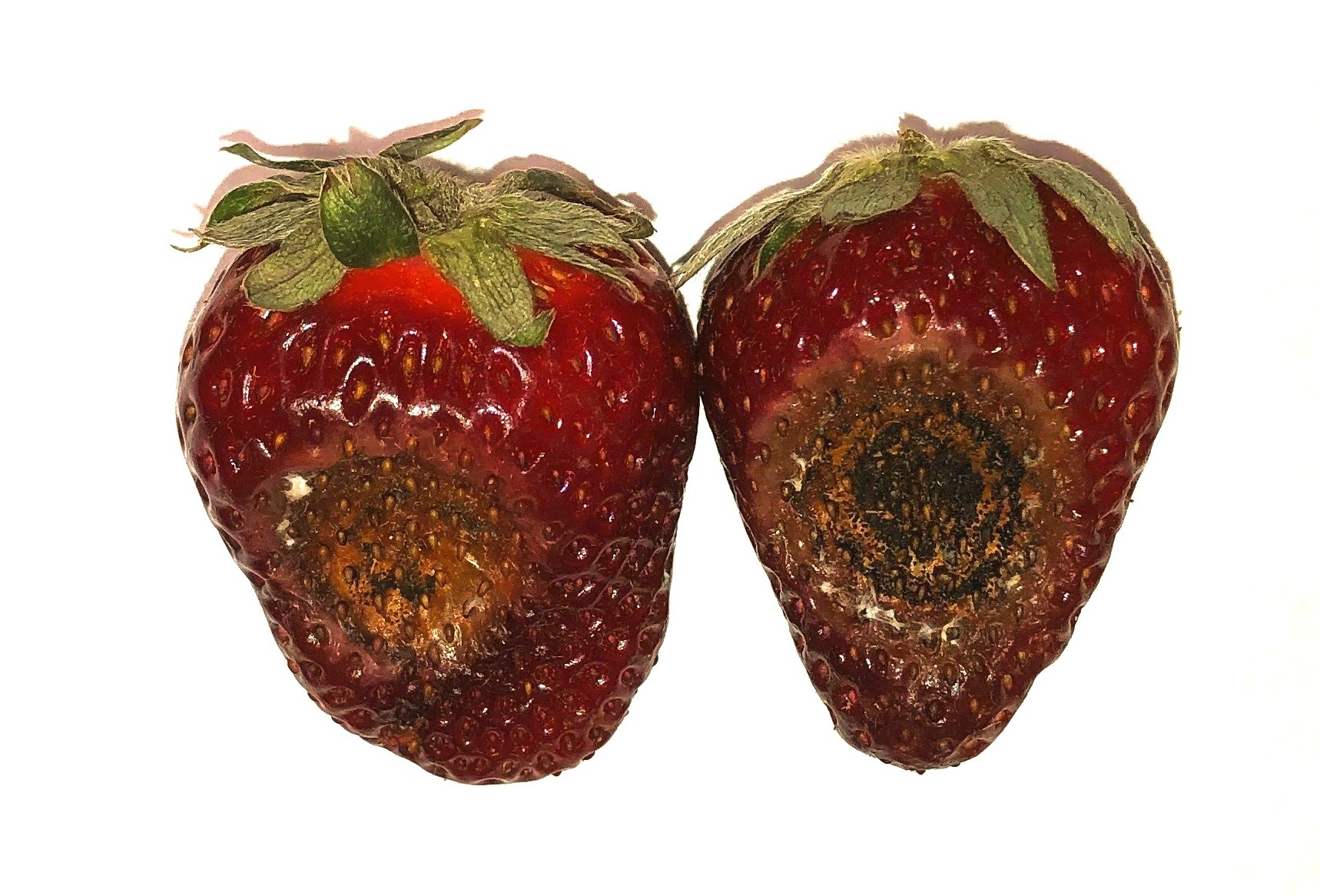 Featured image for “Strawberry Planting Season: Plant Source the Difference in Managing Neopestalotiopsis Disease”