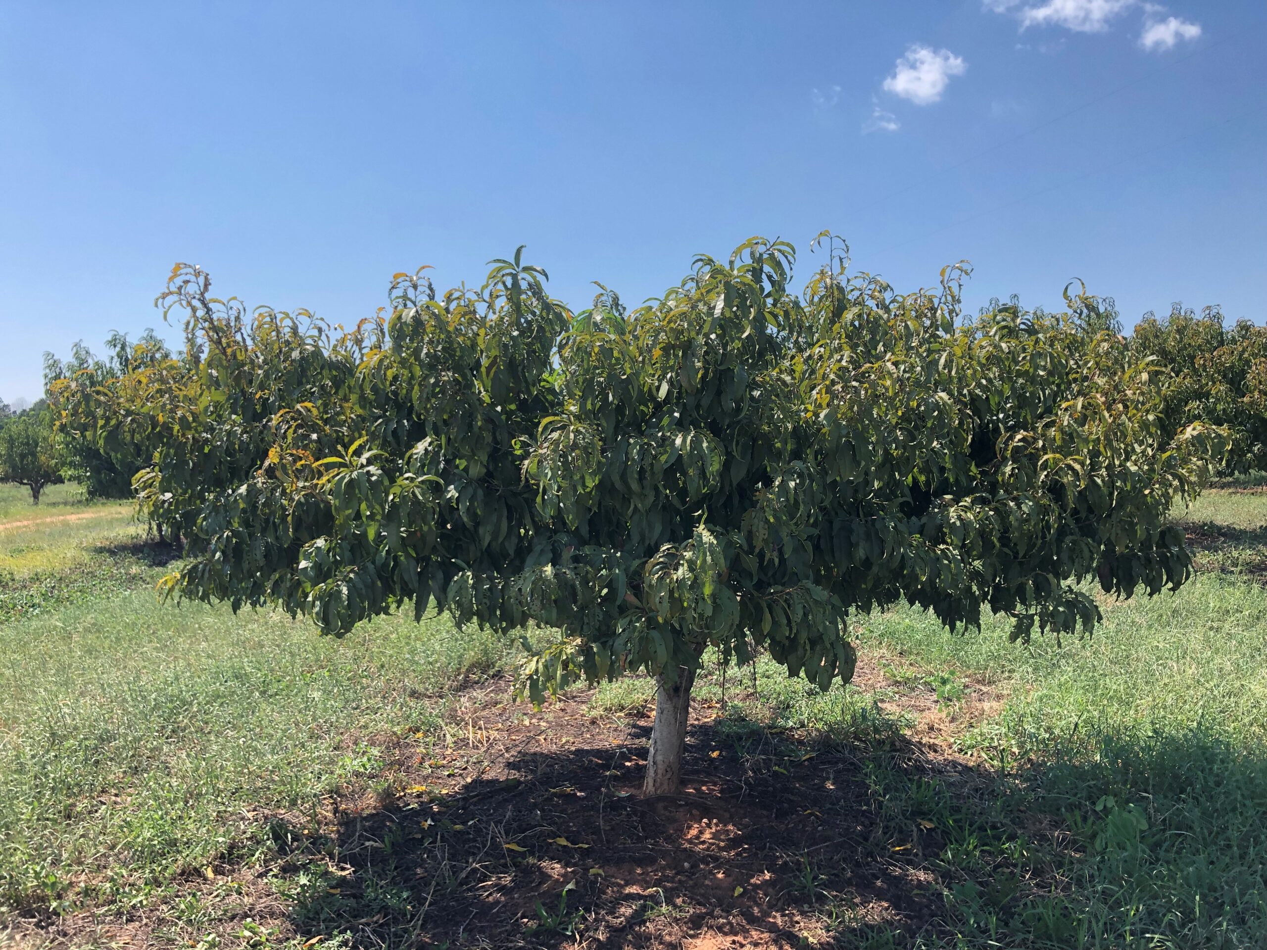 Featured image for “Phony Peach Disease Annual Problem That Could Worsen If Tree Not Destroyed”