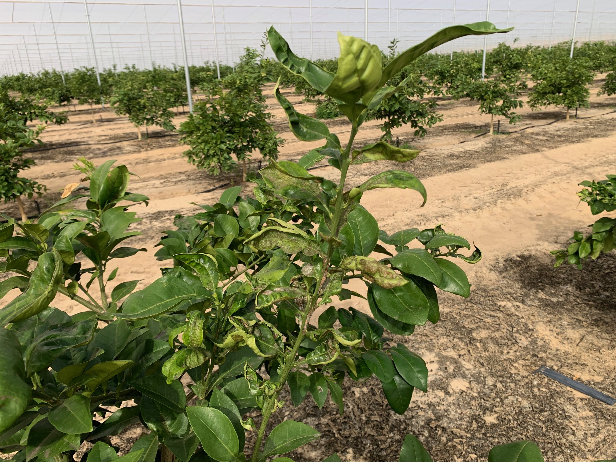 Featured image for “Weed Management Key To Reducing Chilli Thrips in CUPS”