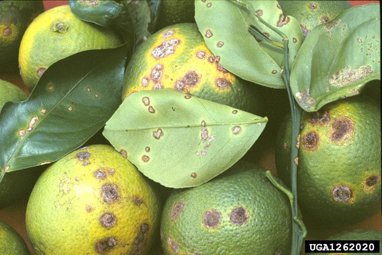 Featured image for “Canker Awareness for Cold-Hardy Citrus Region”