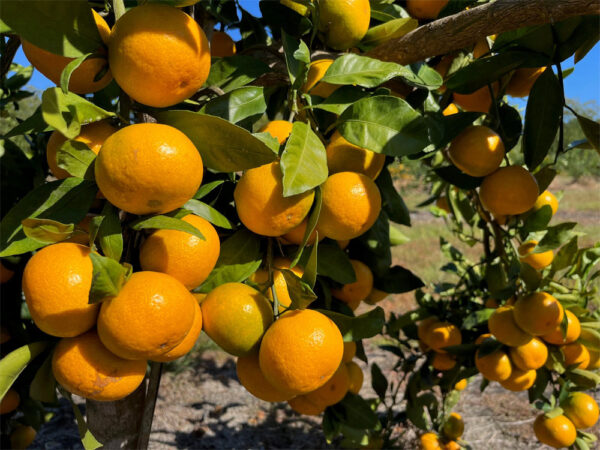 Featured image for “Cooler Weather Key to Cold-Hardy Citrus Quality”