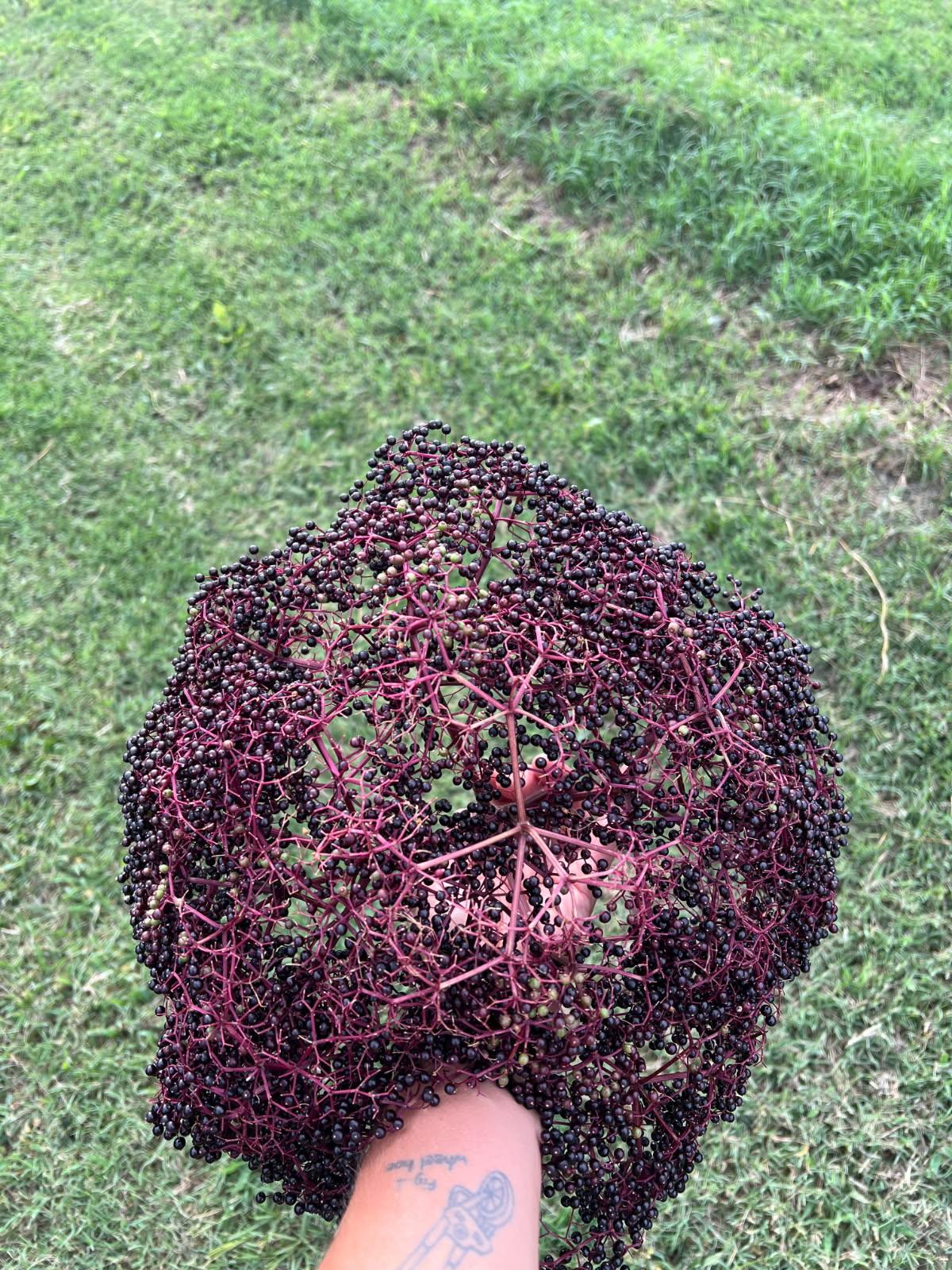 Featured image for “Alabama Extension Touts Elderberry’s Potential As High Value Crop”