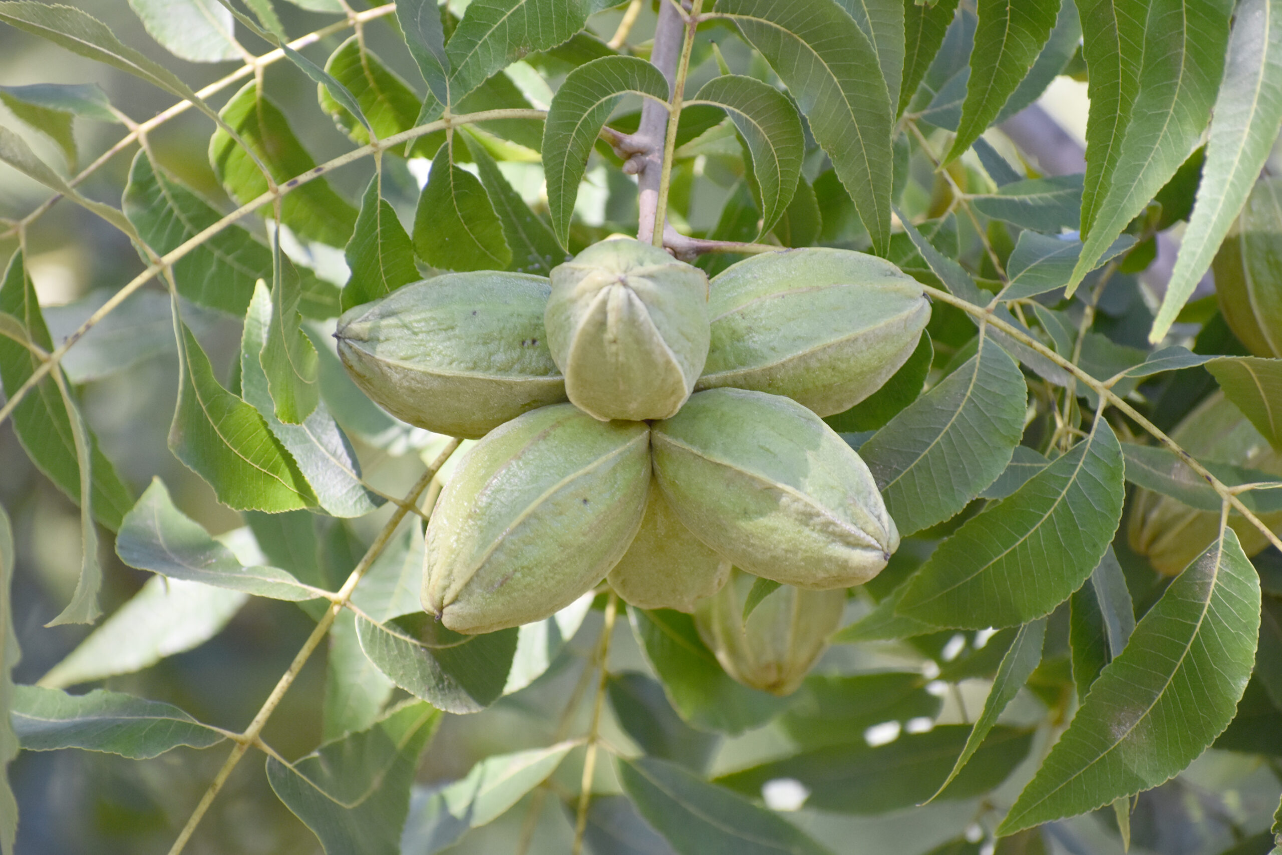 Featured image for “Pecan Quality Issues A Concern If Weather Conditions Turn Dry”
