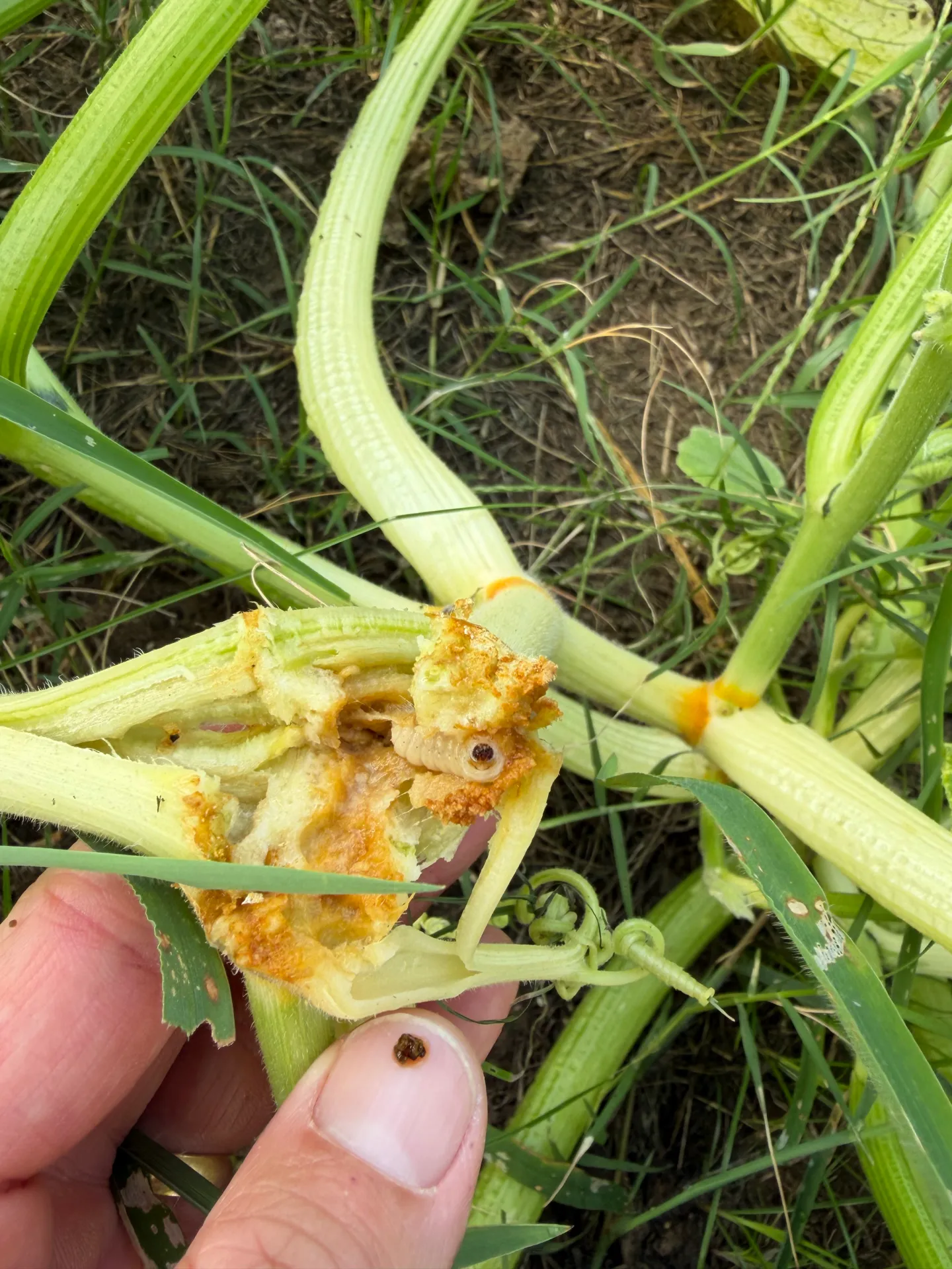 Featured image for “Clemson Extension Agents Provide Crop Updates”