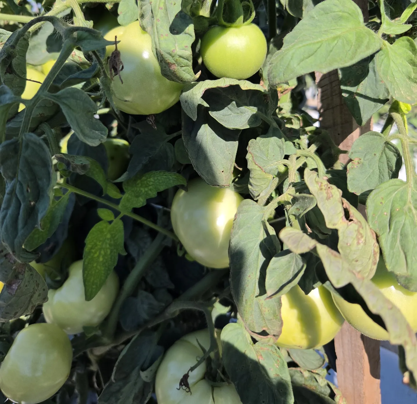 Featured image for “Clemson Extension Agents Provide Crop Updates”