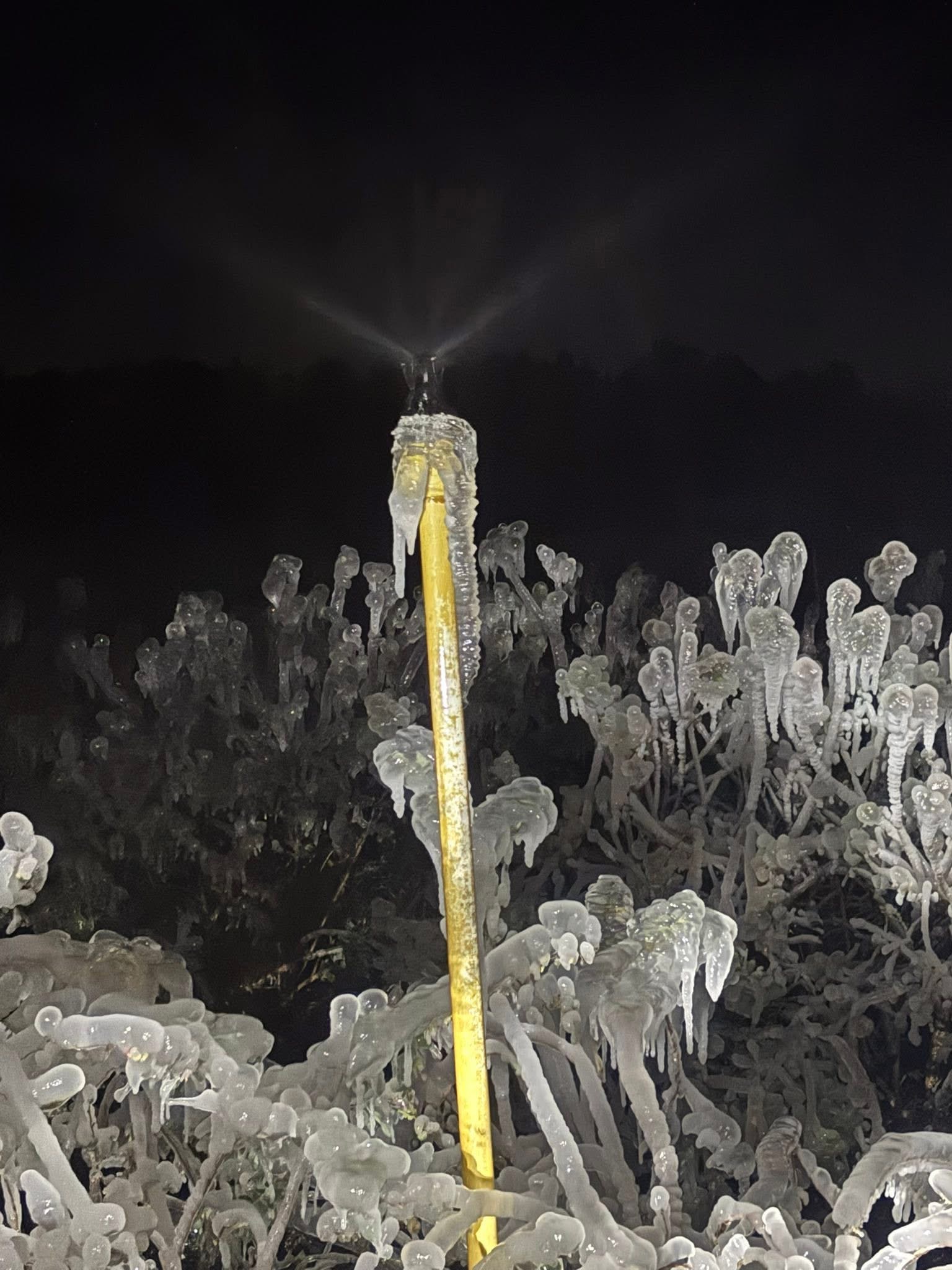 Featured image for “Lesson Learned: Generational Weather Event Challenged Freeze Protection Measures in Blueberries”