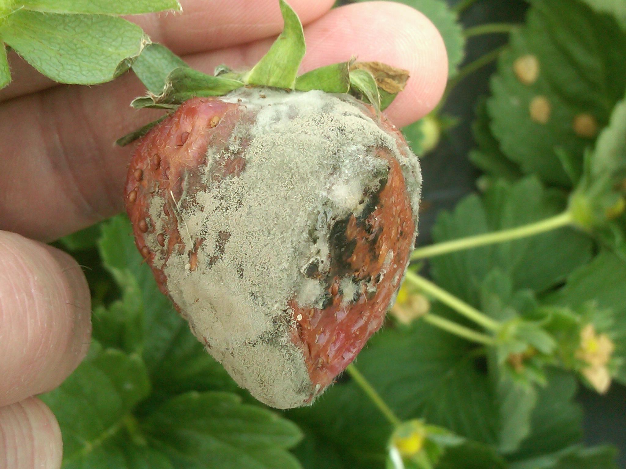 Featured image for “Botrytis Resistance a Concern for Strawberry Growers”