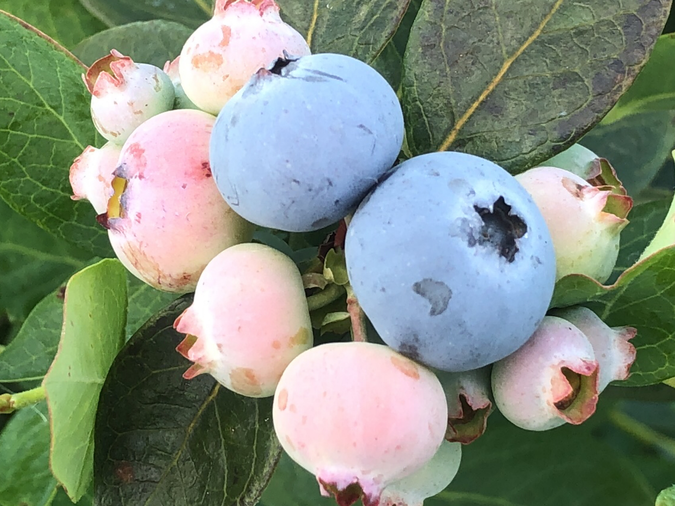 Featured image for “Specialty Crop Grower Magazine: New Blueberry Varieties Offer Diverse Options”