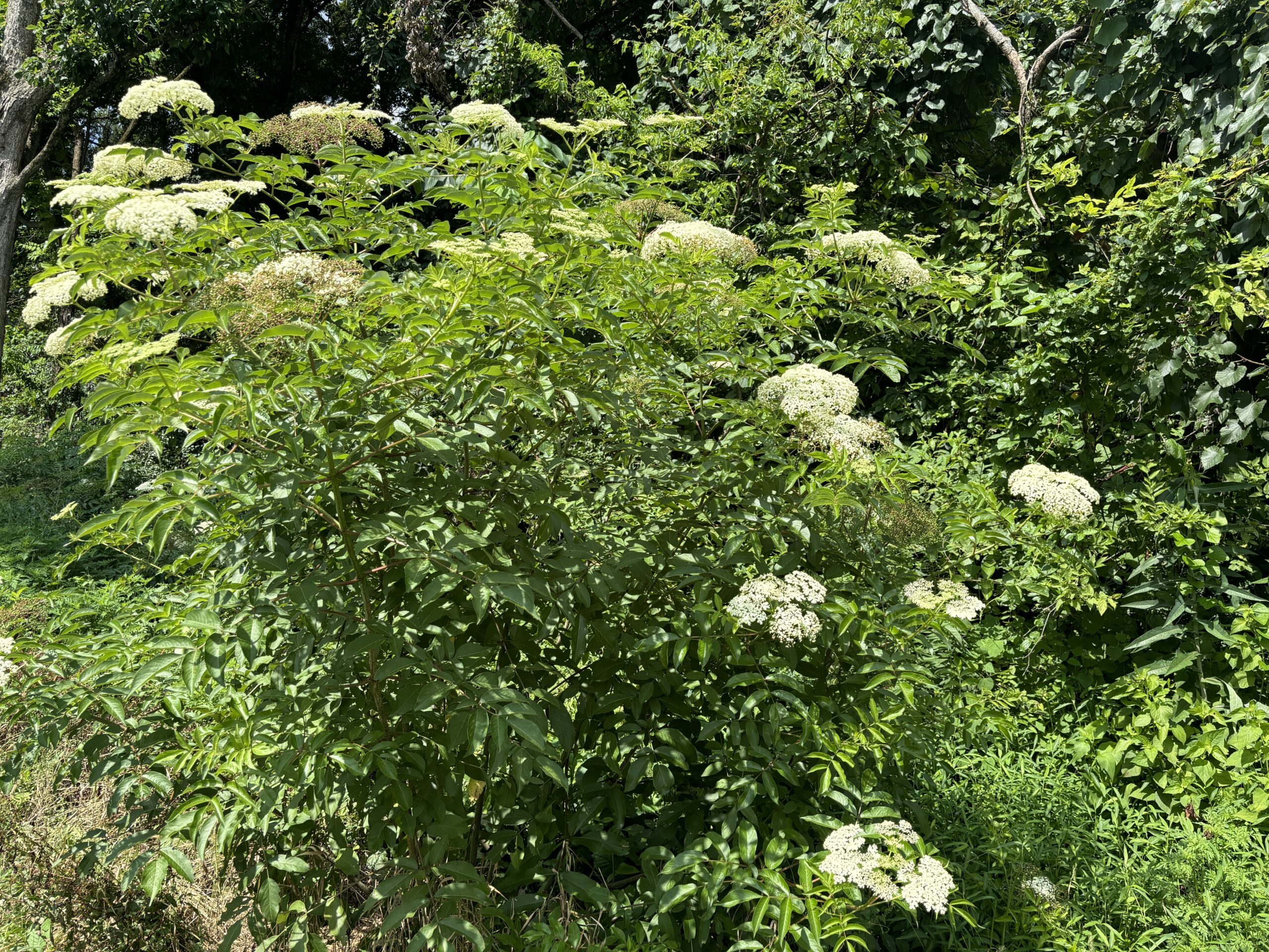 Featured image for “Everything Starts Somewhere: Alabama Extension Agent Advises Growers About Elderberry”