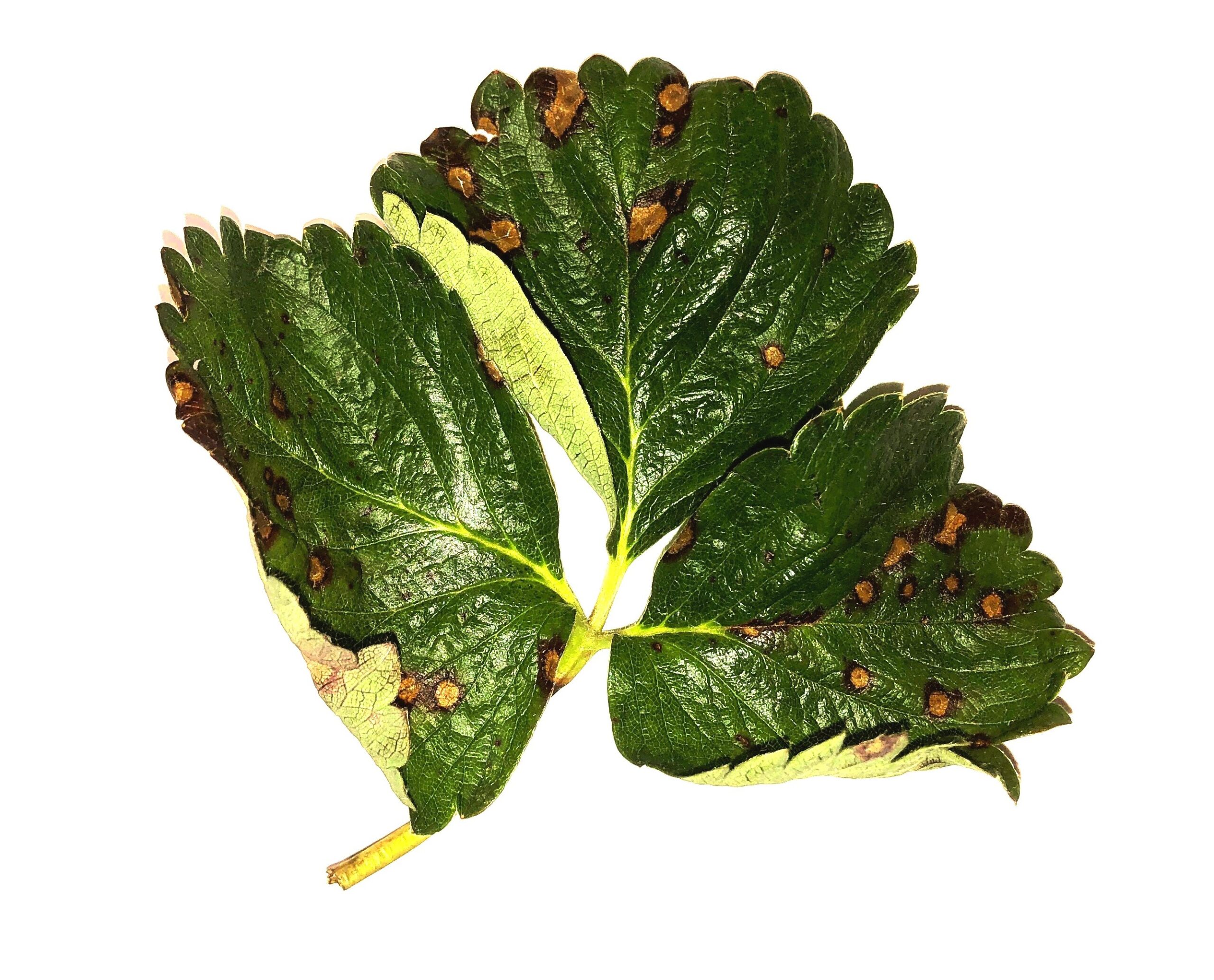 Featured image for “Overcoming Neo: UGA Extension Fruit Disease Specialist Encouraged by Varietal Research”