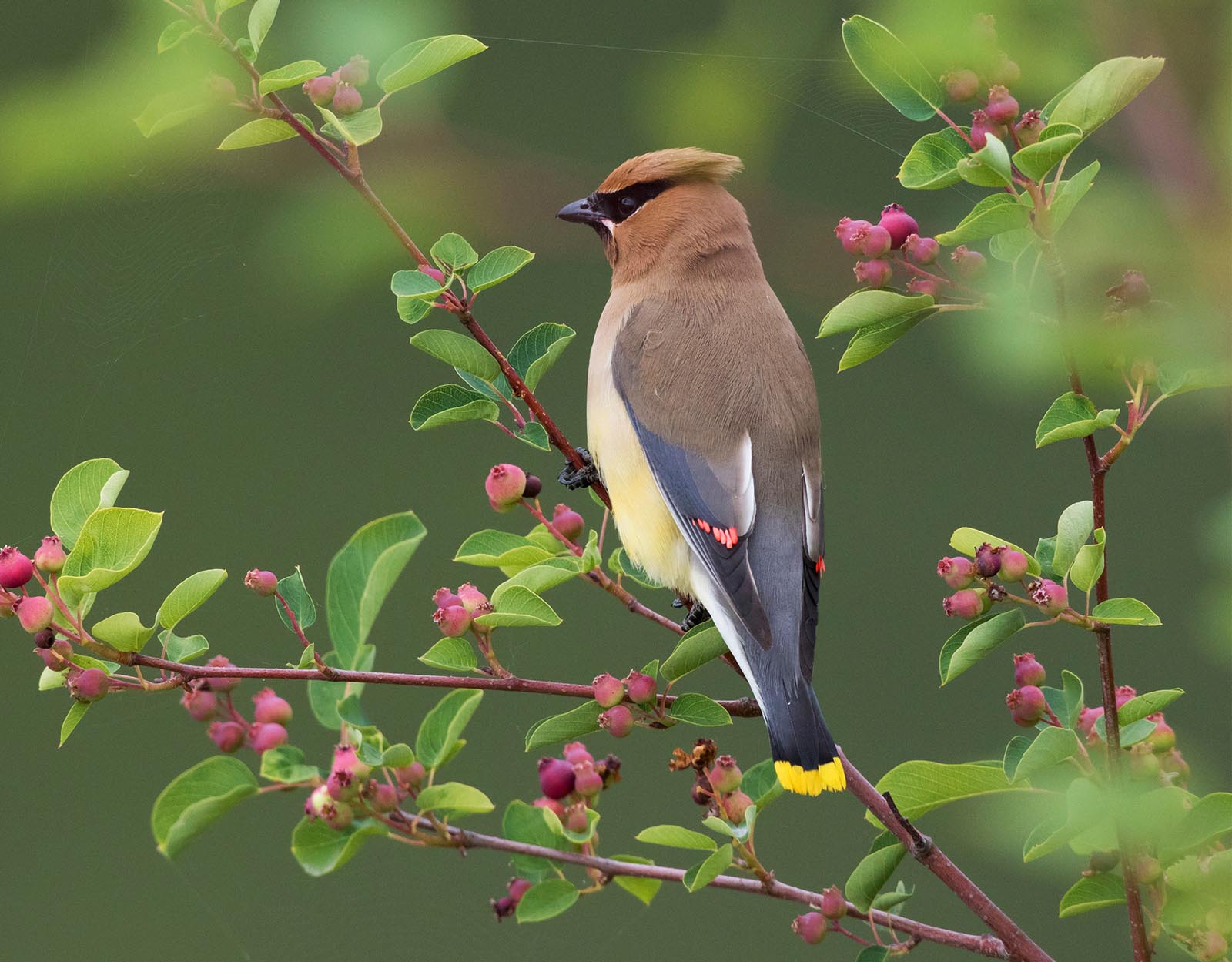 Featured image for “Specialty Crop Grower Magazine: Cedar Waxwing Deterrence in Blueberries”