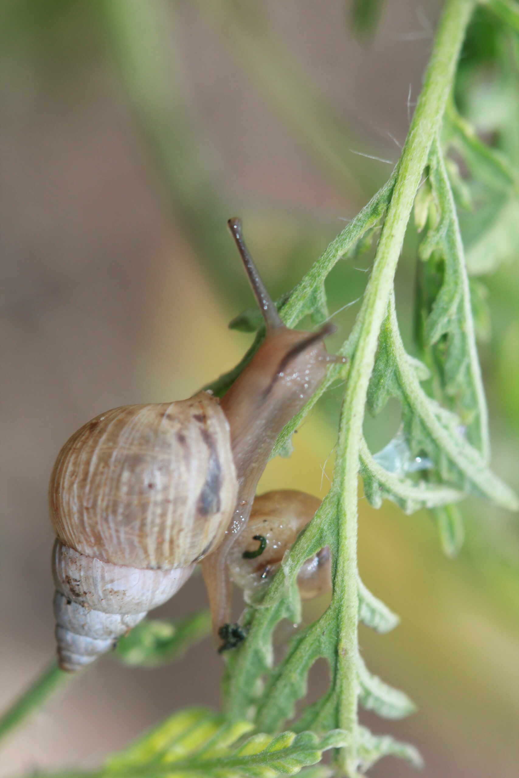 Featured image for “Specialty Crop Grower Magazine: Ghost Snail Pest Alert”