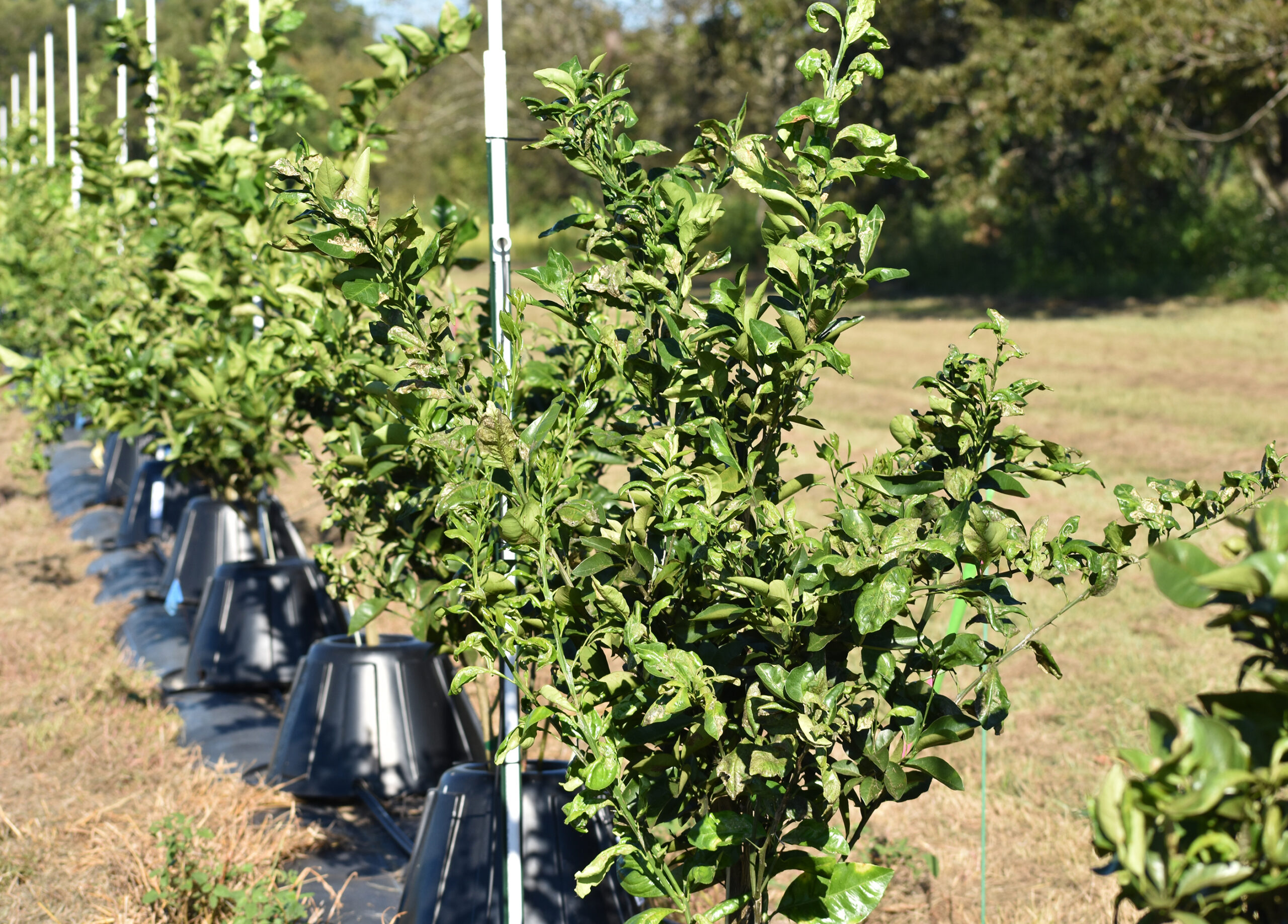 Featured image for “Blood Oranges Could Benefit Cold-Hardy Growers”