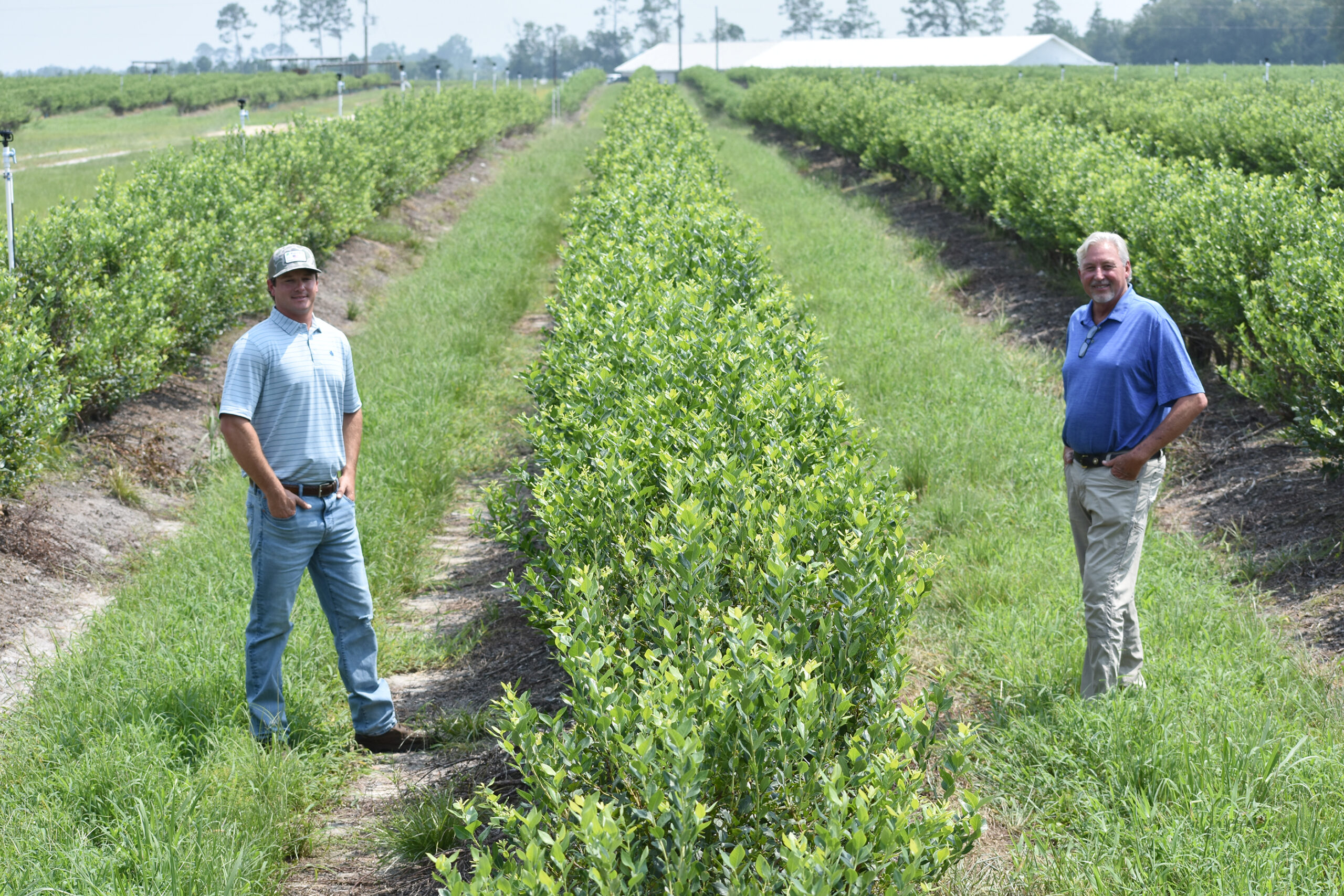 Featured image for “Specialty Crop Grower Magazine: Building a Better Future for Georgia Blueberries”
