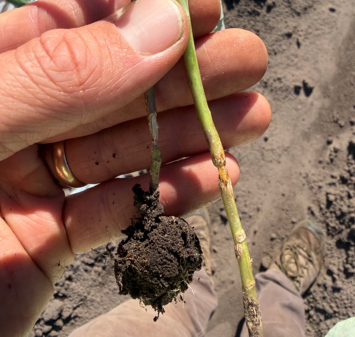 Featured image for “Clemson Extension Agents Provide Crop Updates”