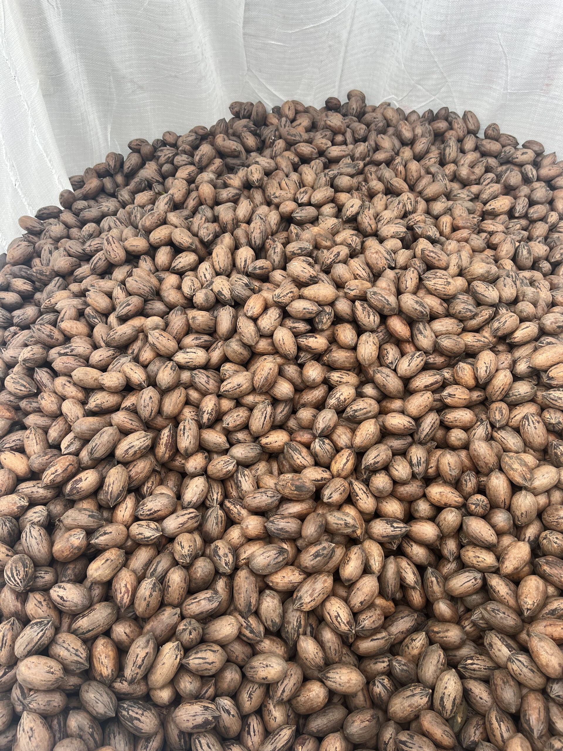 Featured image for “Pecan Producers Looking for Drier Conditions This Fall”